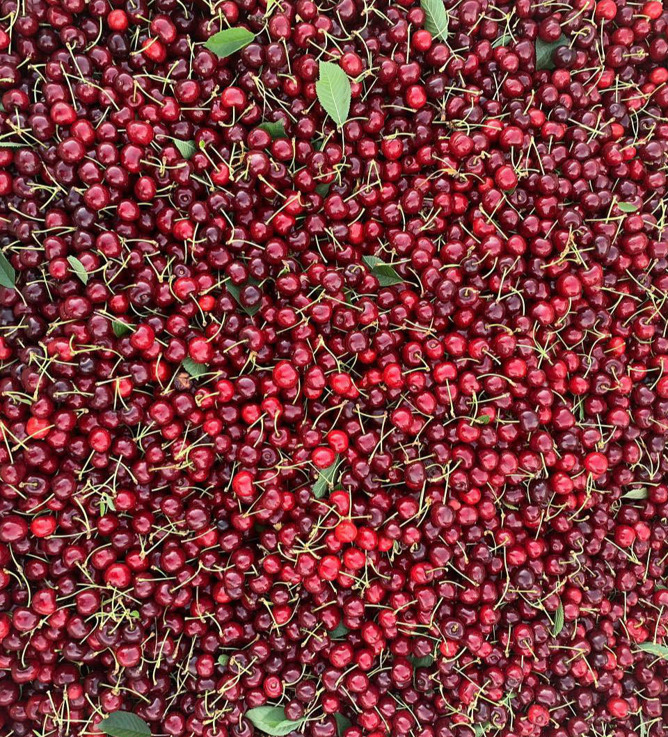 Cherries1