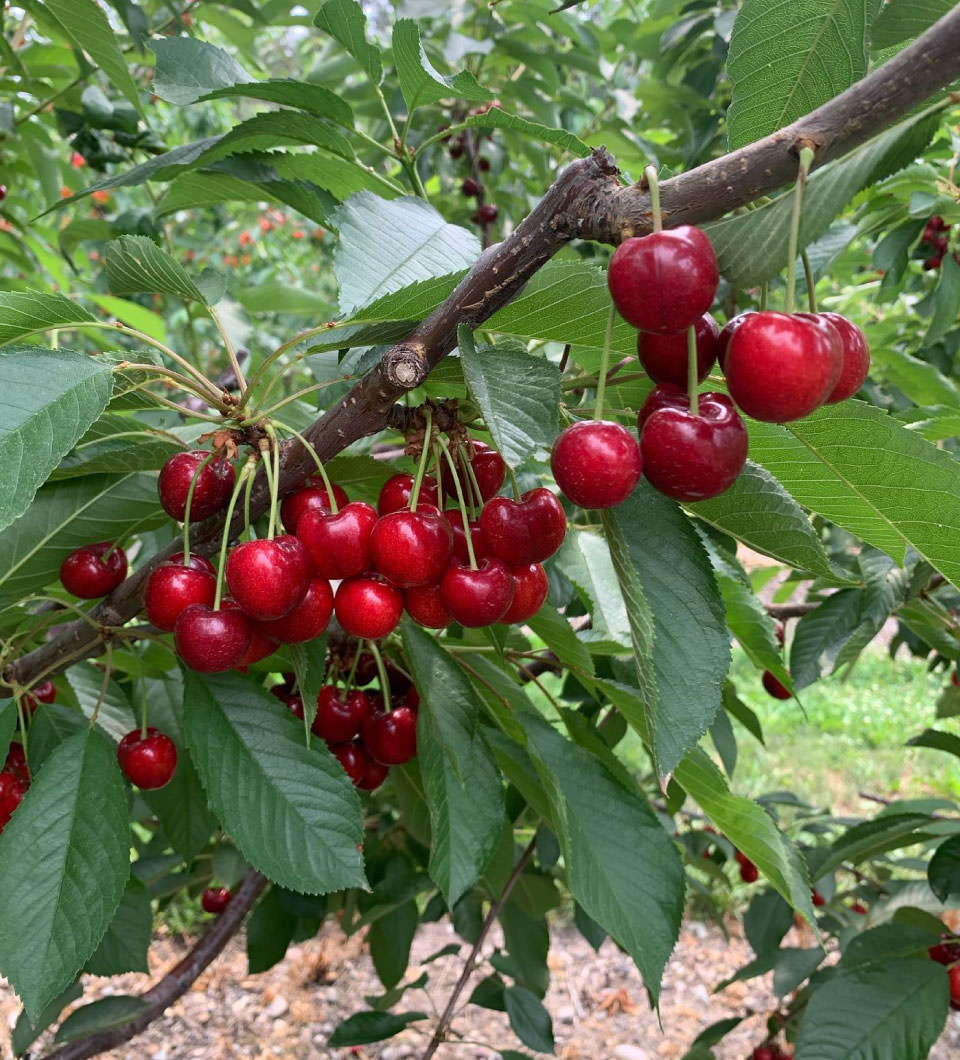 Cherries2