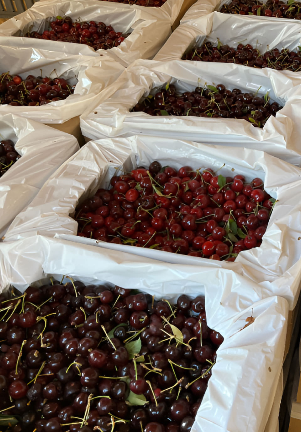 UWYV-Cherries2026
